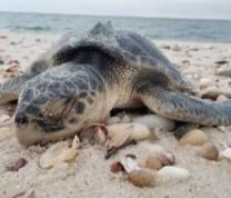 Oceans of Possibilities:  Cold Stun Sea Turtles with The NY Marine Rescue Center